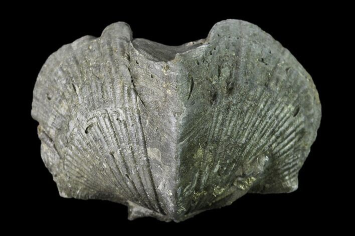 Pyrite Replaced Brachiopod (Paraspirifer) Fossil - Ohio #135565